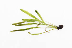 Image result for Aponogeton rehmannii