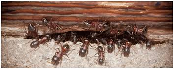 Proper pest control is cheaper than replacing household items or building materials ruined by an infestation. Best Ant Experminator 1 In Arizona Watts Pest Prevention