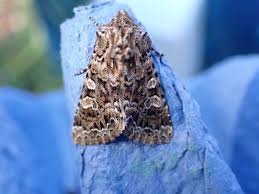 Image result for Hadena perplexa