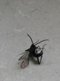 Fliegende ameisen brauchen sie nicht mit gift bekämpfen. Ist Das Eine Fliegende Ameise Insekten Ameisen Insektenspray