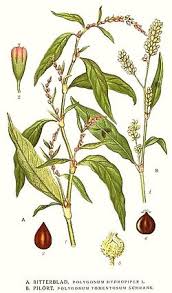 Image result for Persicaria hystricula