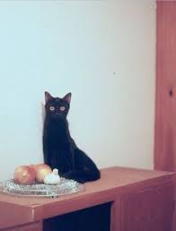 未読24件 yahoo メール baby cats cats crazy cats