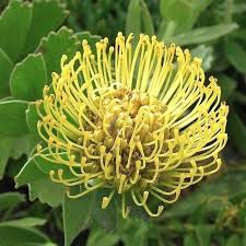 Image result for Leucospermum
