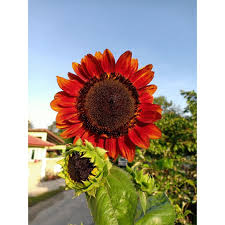 Karena bunga ini memiliki ciri yang khas yaitu memiliki kelopak berwarna bunga matahari velvet queen memiliki bunga berwarna merah darah. Ready Stock 5 Seeds Biji Benih Bunga Matahari Besar Giant Sunflower Velvet Queen Shopee Malaysia