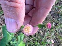 Image result for Emilia hockii