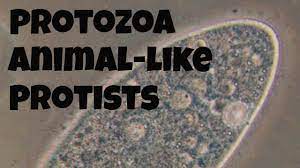 Maybe you would like to learn more about one of these? Protozoan Animal Like Protists Youtube