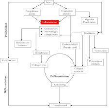 Wound care treatment & management. Review African Medicinal Plants With Wound Healing Properties Sciencedirect