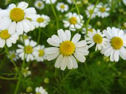 Maybe you would like to learn more about one of these? Chamomile German 3 Pot Hello Hello Plants Garden Supplies