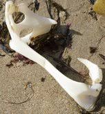 A Gumboot, a Pectoral Girdle & Snotsicles….New Story by John Vonderlin