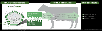 Cell wall as animal feed. Maxfiber Provita Supplements Bonsilage