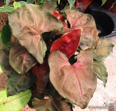 Image result for Syngonium podophyllum