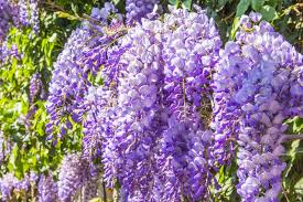 All of these climbing flowering vines need full sun to thrive, but if you have less sun, you can still have climbing flowers. 18 Fast Growing Valuable Vines For A Fence Trellis Or Arbor Hgtv