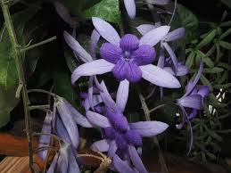 Image result for Petrea