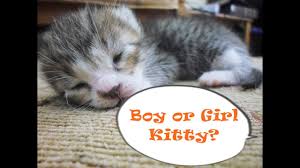 A kitten may not always be a good match for an older cat, but there are ways you can ease the beyond the unsure nature of socialization between cat and kitten, there are also potential health i have a male cat who is almost 12 and my family wants to get two female kittens but my cat has. Newborn Kittens Male Female Kittens Tell Difference Novocom Top