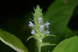 Image result for Cantinoa americana