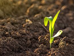 Soil organisms break down organic matter, so to maintain healthy soil for a thriving garden, be sure to regularly add compost and organic matter to feed the soil, and the soil will feed the plants. How To Improve Soil Without A Compost Pile 6 Key Ingredients