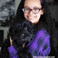 WI Cockapoo Breeder with Puppies For Sale Cute Cockapoos