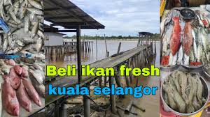 How far is it between kampung tanjung karang and kuala selangor. Ikan Fresh Kuala Selangor Ikansegar Pasirpenambang Baganpasir Tanjungkarang Youtube