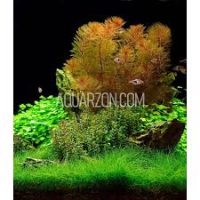 Image result for Argyrolobium macrophyllum