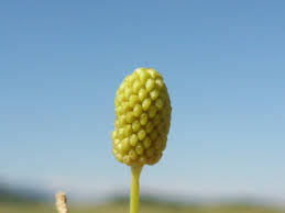 Image result for Ranunculus multifidus