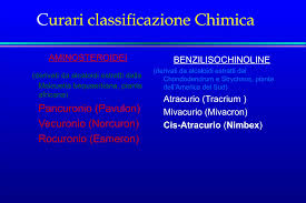 Image result for Malouetia bequaertiana