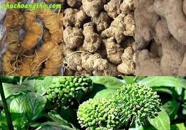 Những loại tam thất phổ biến được dùng hiện nay