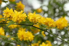 Image result for Kerria japonica