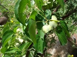 Image result for Dioscorea praehensilis