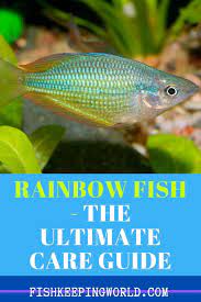 There Are Many Types Of Rainbow Fish Dwarf Rainbowfish And Colorful Turquoise Red And Neon Fish Are Just A Few Rainbow Fish Fish Tank Fishing For Beginners