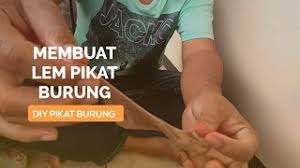 Kemudian, cat sarang burung dengan cat kayu dan jemur hingga kering. Cara Membuat Pulut Atau Lem Pikat Burung Sederhana Youtube