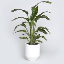 For the dining room, satch suggests the same lineup of plants you'd choose to display in the living room—that's because both rooms are places where family and friends congregate. The Best Indoor Plants For Every Room Real Simple
