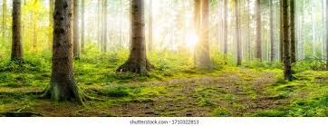 Forrest Sun Panorama Photos, Images & Pictures