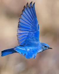 I Want This On Me Mountain Bluebird Nevada State Bird And So Pretty Animals Beautiful Birds Birds Flying