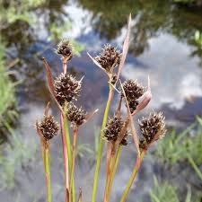 Image result for Luzula abyssinica