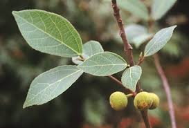 Image result for Ficus exasperata