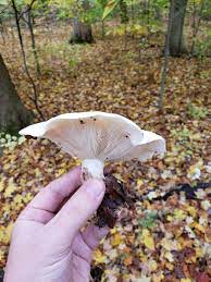 Identify any mushroom like a pro. Sweetbread Mushrooms Maybe I Found On My Hike Mycology