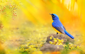 Mauro an instructiional video on how to add a false bokeh to your images #photography #beauty #photoshop. Wallpaper Macro Blue Yellow Berries Bird Branch Petals Photographer Taiwan Bokeh Sunlight Colorful Bright Fuyi Chen Euphonia Images For Desktop Section Zhivotnye Download