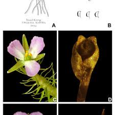 Image result for Mayacaceae