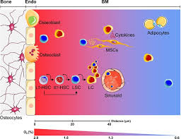 It represents one method of classification. Integration Of Hypoxic Hif A Signaling In Blood Cancers Oncogene