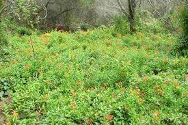 Image result for Gloriosa superba