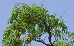 Image result for Pterocarpus lucens