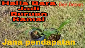 Khasiat halia seterusnya adalah bagi membuang angin & toksin di dalam badan. Halia Bara Dan Khasiatnya Untuk Kesihatan Youtube