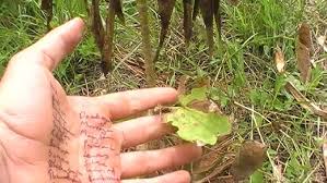 Image result for Thespesia garckeana