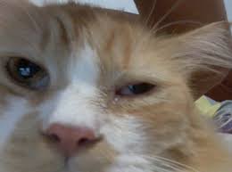 Penyebab Mata Kucing Berair Cara Mengobatinya