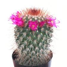 Conversely, an outdoor grower in a hot, windy climate could use a less porous soil to avoid having to there are simple feel tests and jar tests you can do at home to estimate the texture of your soil. Mammillaria Red Headed Irishman Irish Men Cacti And Succulents Red