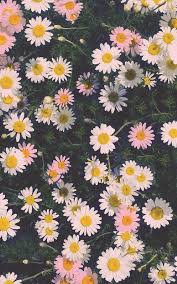 Daisy Flower Wallpapers Hd Pictures One Hd Wallpaper Pictures Papel De Parede De Margaridas Planos De Fundo Papeis De Parede Para Iphone