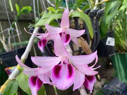 Image result for Habenaria livingstoniana