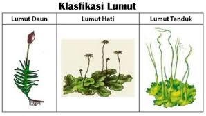 Klasifikasi Lumut Pengertian Ciri Struktur Contoh Lengkap