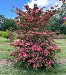 Image result for Cornus