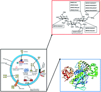 Play the waltz of the show nova's cracking the code of life. Antibiotic Resistance Bioinformatics Based Understanding As A Functional Strategy For Drug Design Rsc Advances Rsc Publishing